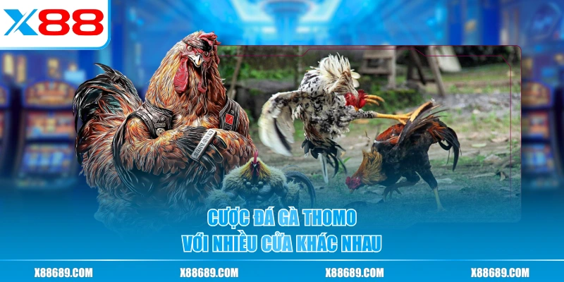 Đá Gà Thomo - Trận Đấu Kịch Tính Chuẩn Trường Gà Campuchia