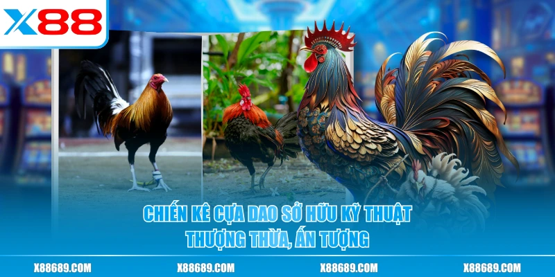 Đá Gà Cựa Dao - Các Pha Ra Đòn Sắc Bén Khiến Hội Viên Mê Mẩn