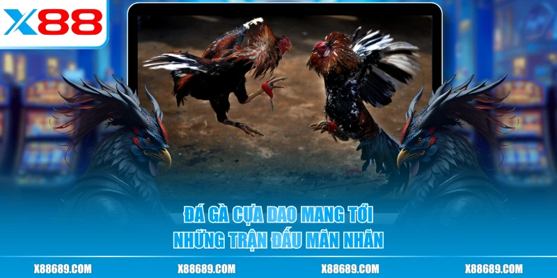 Đá Gà Cựa Dao - Các Pha Ra Đòn Sắc Bén Khiến Hội Viên Mê Mẩn