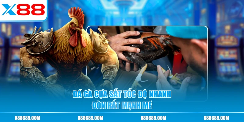 Đá Gà Cựa Sắt - Môn Cá Cược Đỉnh Cao Cho Người Chơi Đam Mê