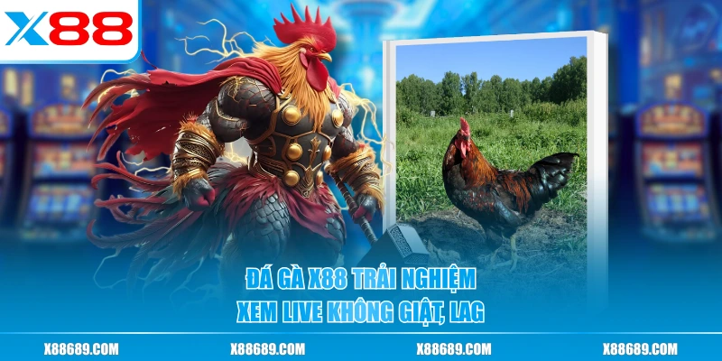 Đá Gà X88 - Sàn Đấu Gà Trực Tuyến Uy Tín, Tốc Độ Cao